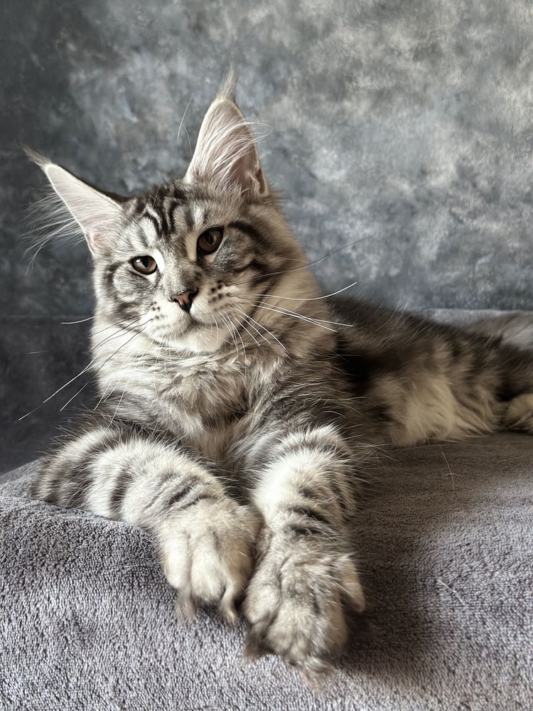 Catinho Maine Coon com pedigree