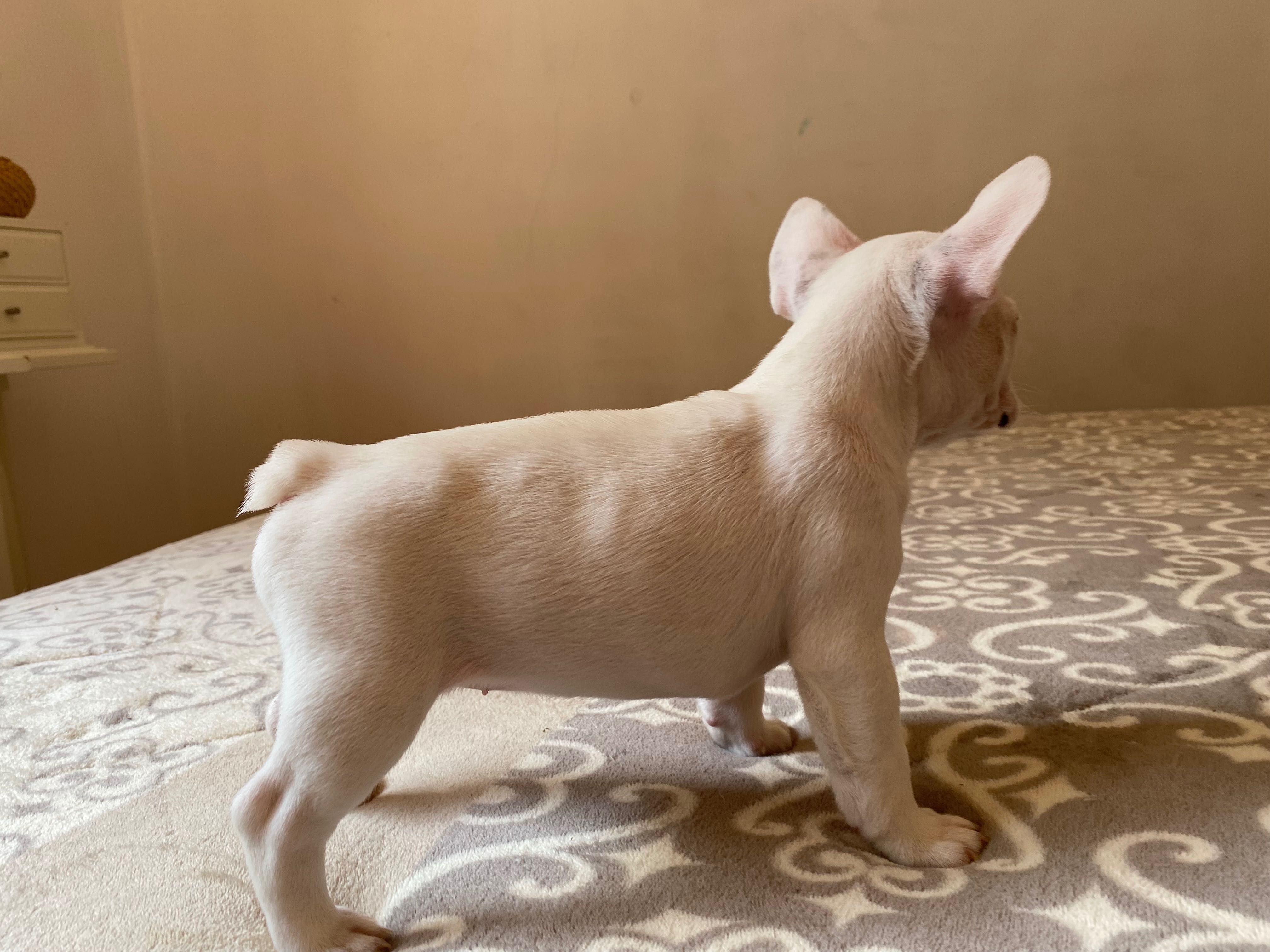 Bulldog francês fêmea