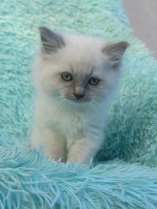 Kocurek Ragdoll     .