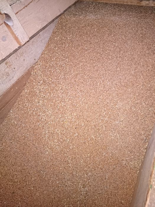 Pszenica ozima żniwa 2025 r.