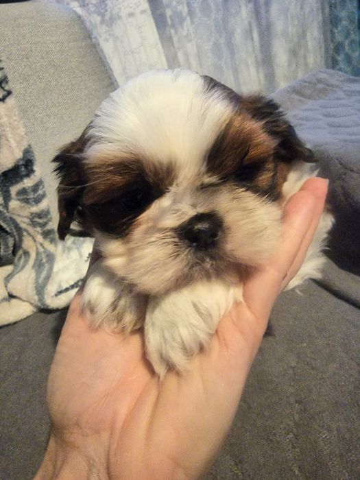 Piesek shih tzu na sprzedaż