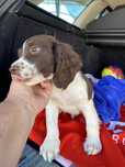 Lindo bebe springar spaniel