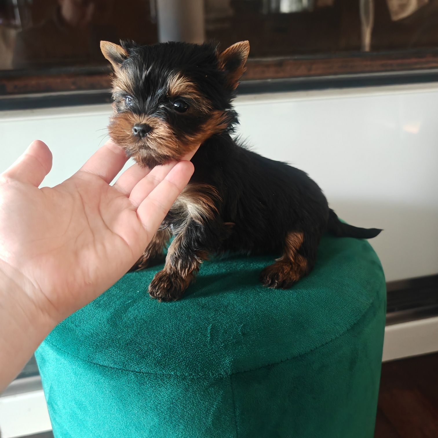 York Yorkshire terrier Typ laleczki rodowód microchip wyprawka