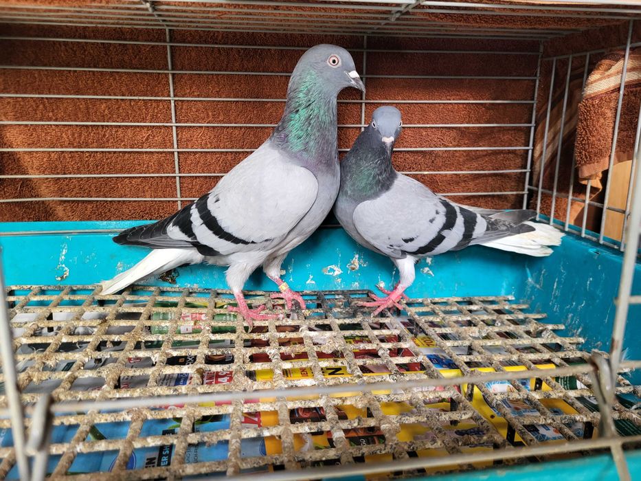 Gołębie para wyszwanców siwych
