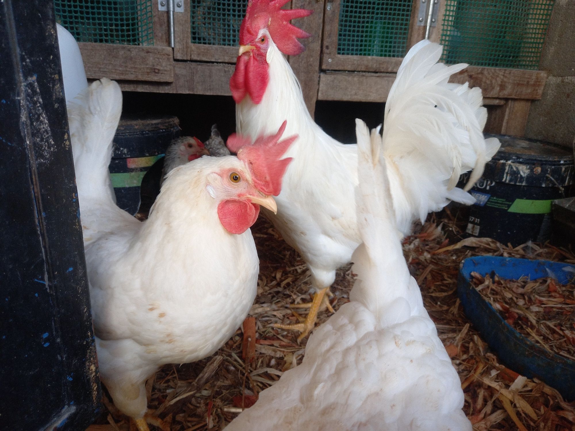 Leghorn - Ovos galados