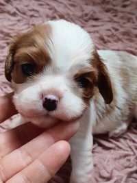 Cavalier King Charles Spaniel ZKwP FCI mała suczka