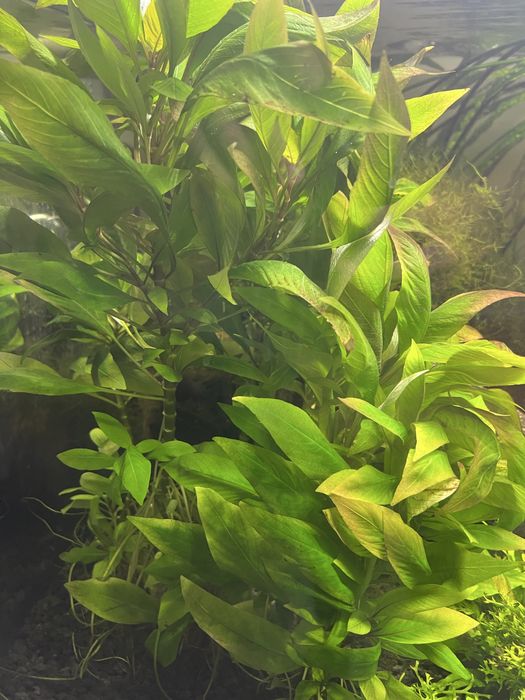 Nadwódka dębolistna wielonasienna