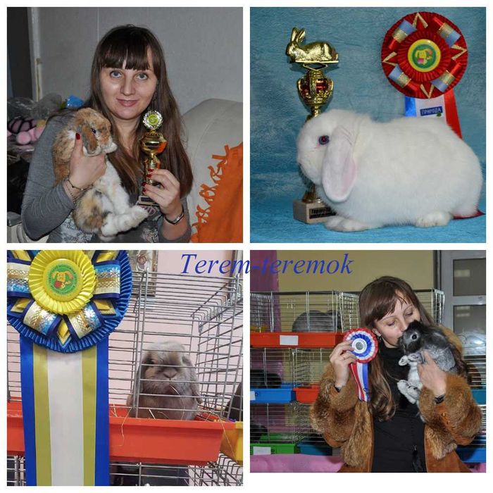 Декоративные грызуны! Карликовые домашние любимцы!