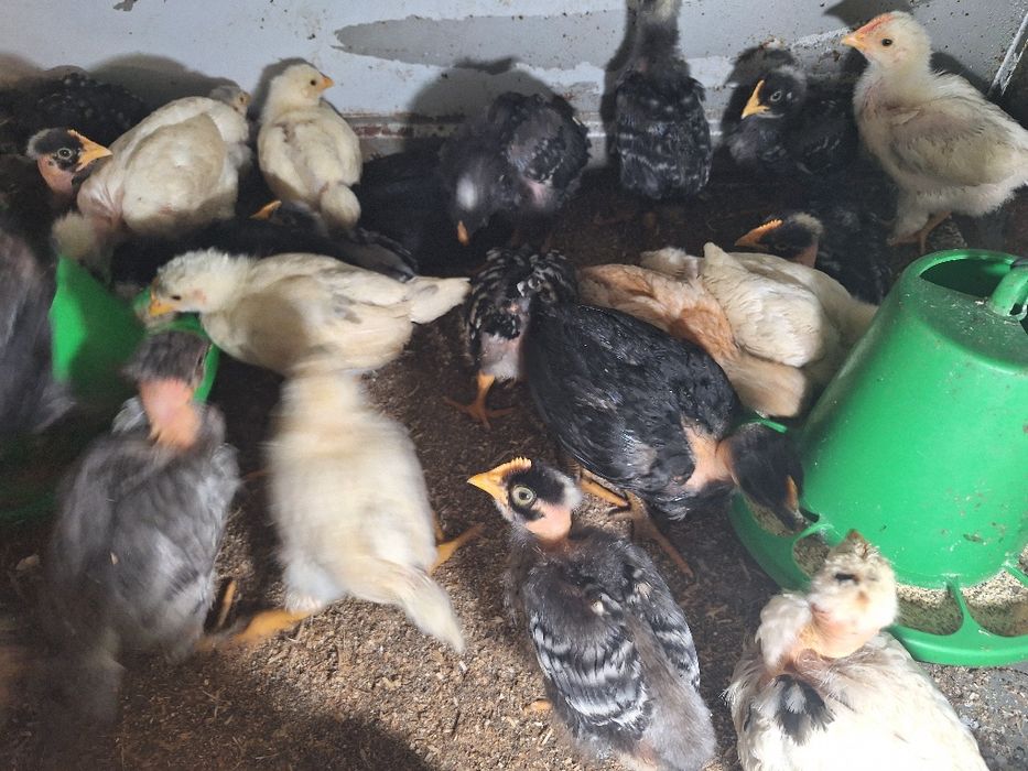 Pintos pedrêses para criar