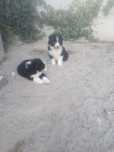 Szczeniak Border Collie rodowód