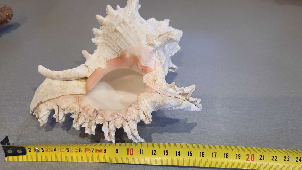 Океанічні мушлі ракушки зірка