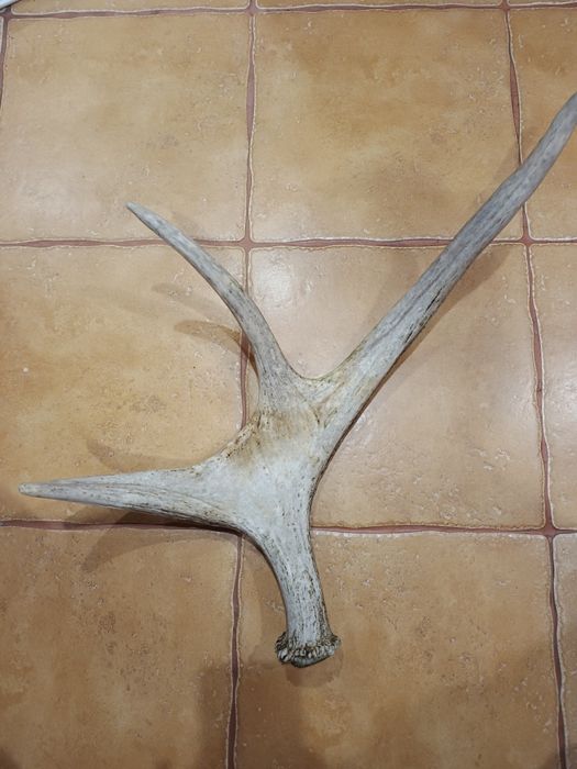 Рог лося натуральний