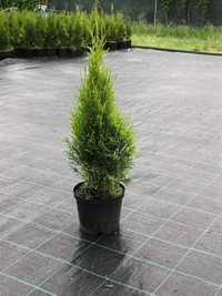 Thuja thuje szmaragd