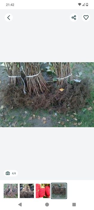 Sadzonki malin małe i duże ilości wysyłka owocujących do przymrozków