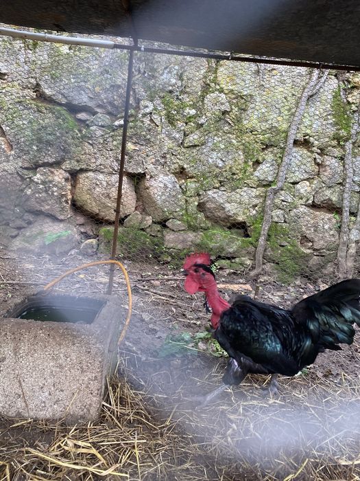 Vendo galo da raça Preta Lusitânica Puro