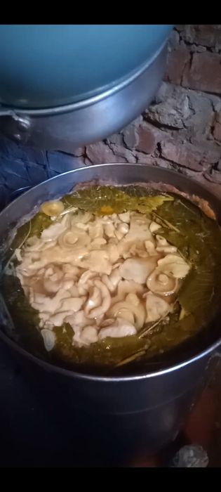 Грузди белые этого года