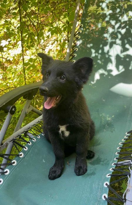 Щенки в добрые руки