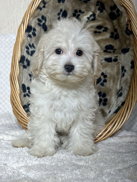 Хлопчик Мальтипу Ф1. Київ