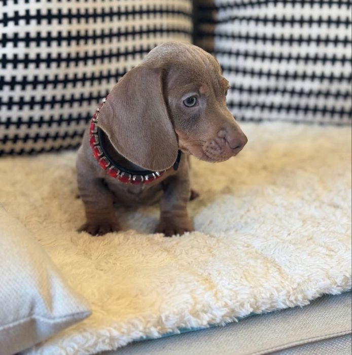 Teckel miniatura Isabella Femea