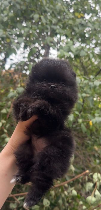 Pomeranian dziewczynka czarna mini