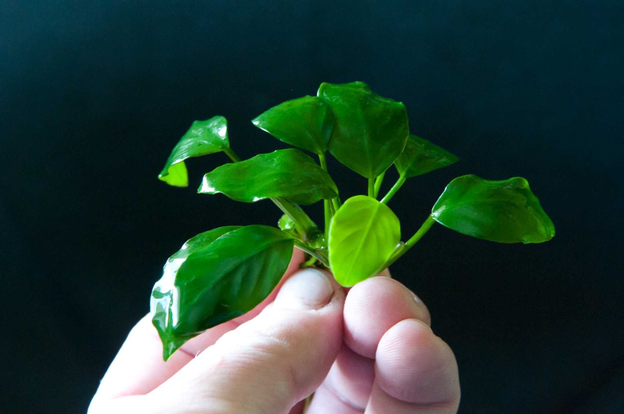 Anubias niski nana KIELCE