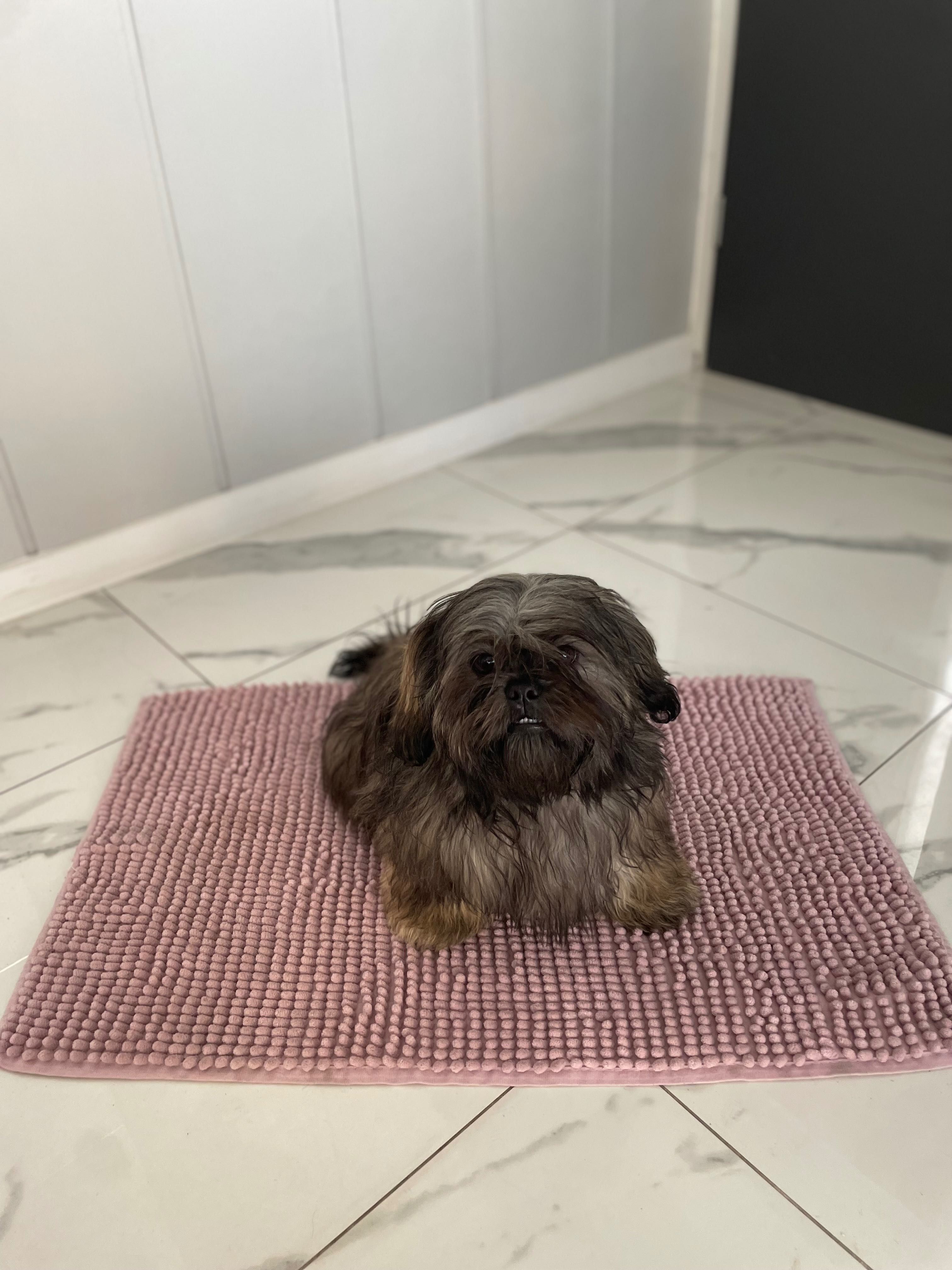 Szczeniak Shih Tzu