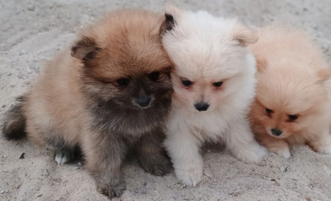 Szpic miniaturowy pomeranin