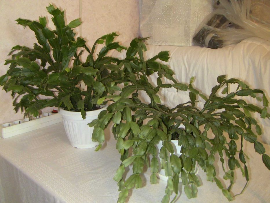 Комнатные растения фикус кротон рождественник алоэ лилия