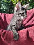Ostatni kocur Maine coon z rodowodem