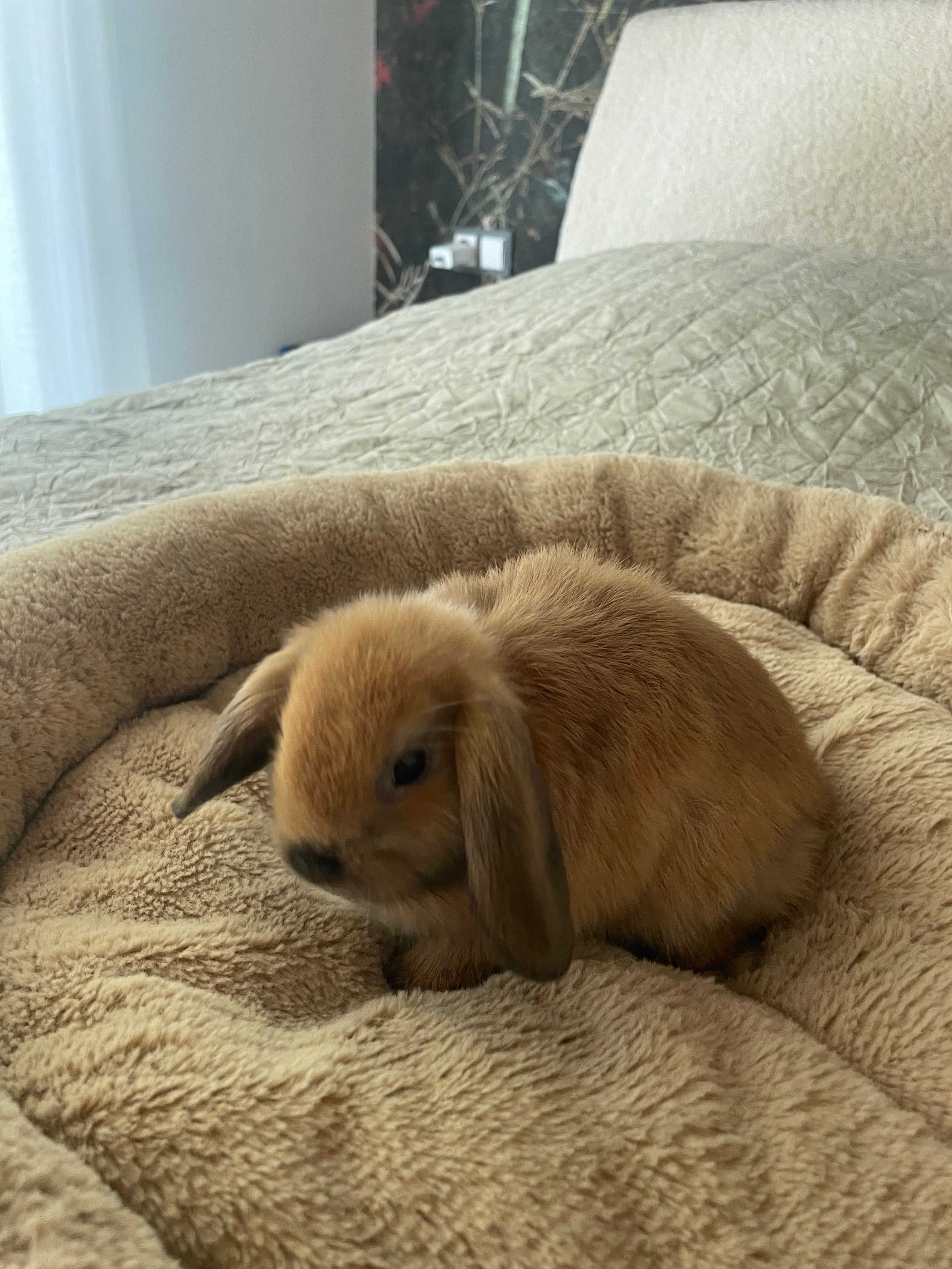 Królik mini lop rudy  samica