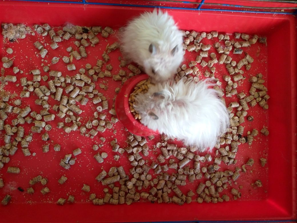 Королевсский хомяк