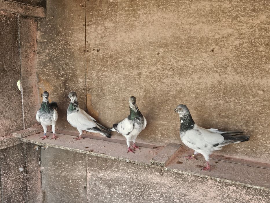 Budapeszty sportowe kończate