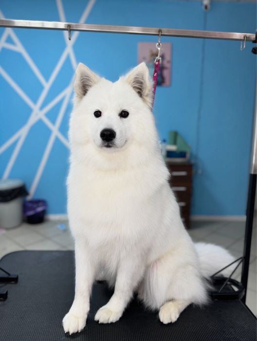 Стрижка собак | груминг котов | триминг | Запорожье