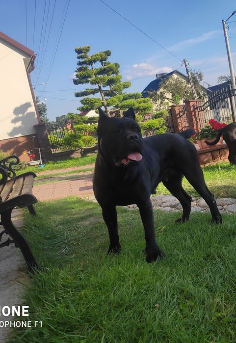 Cane Corso suczka hodowlana FCI ze wschodu