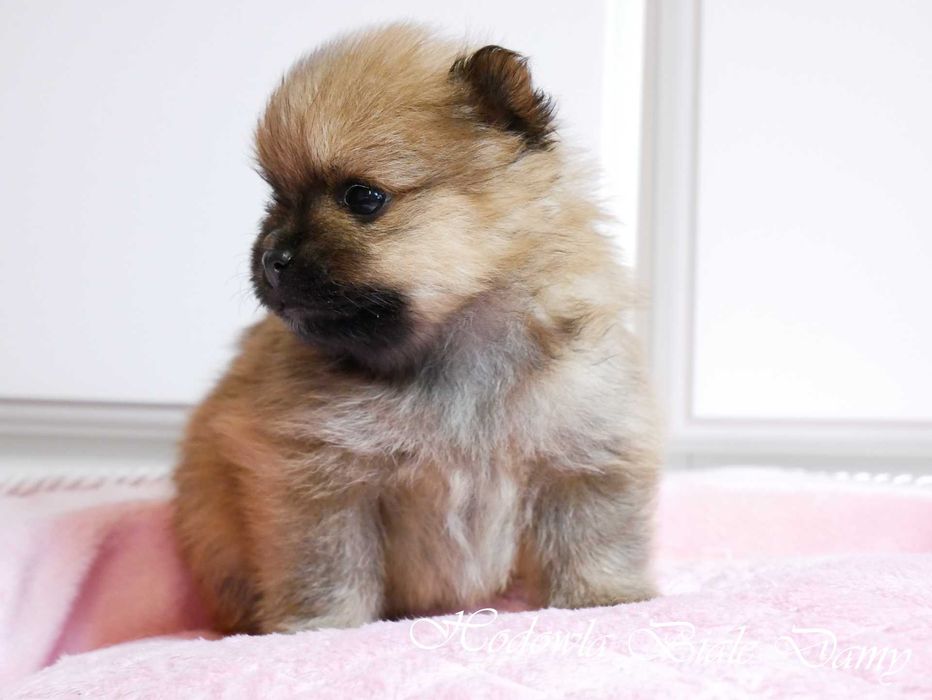 Szpic miniaturowy Pomeranian Boo Szpice Śląskie Rodowód Suczka