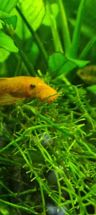 Glonajady red młode samczyki