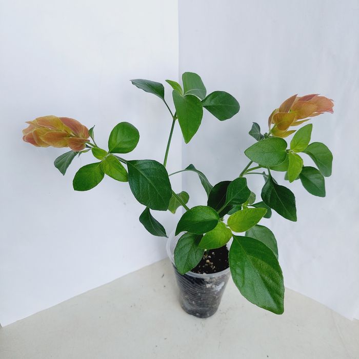 Цветы  комнатные