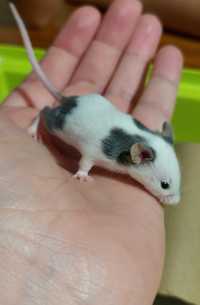 Oddam myszki w dobre ręce :)