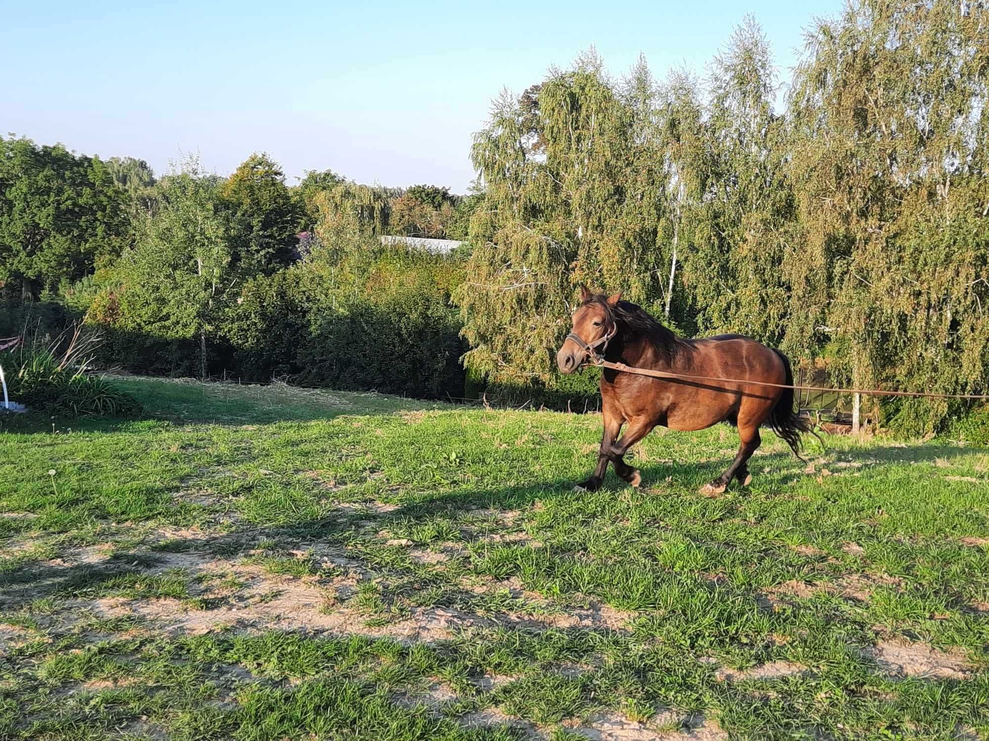 Sprzedam wałacha pod zaprzęg