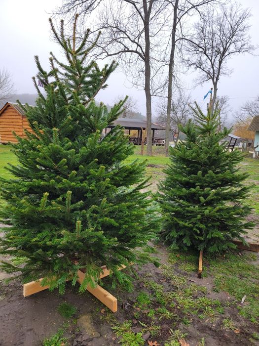 Живая Елка Ялинка, Пихта Нордмана