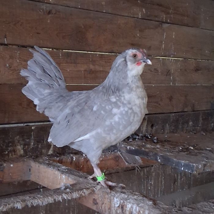 Liliputy cwergi kurczaki 2025r