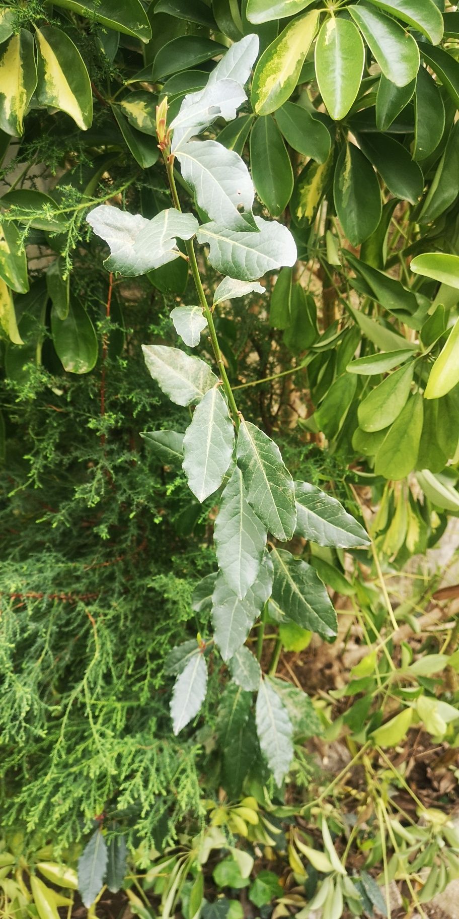 Loureiro plantas aromaticas