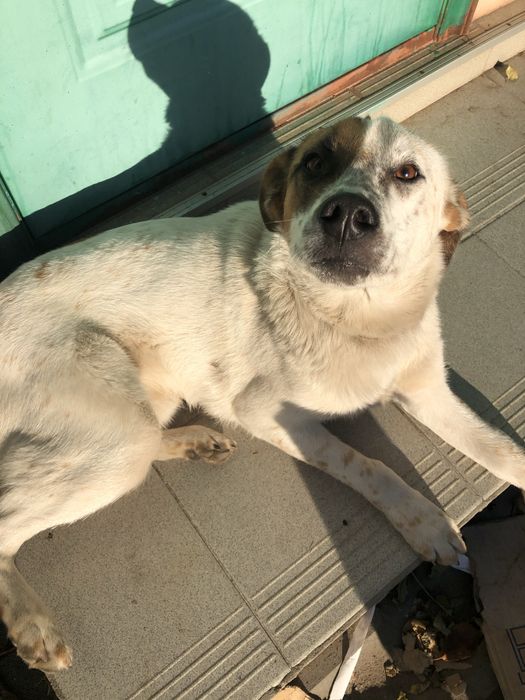 Загубився собака