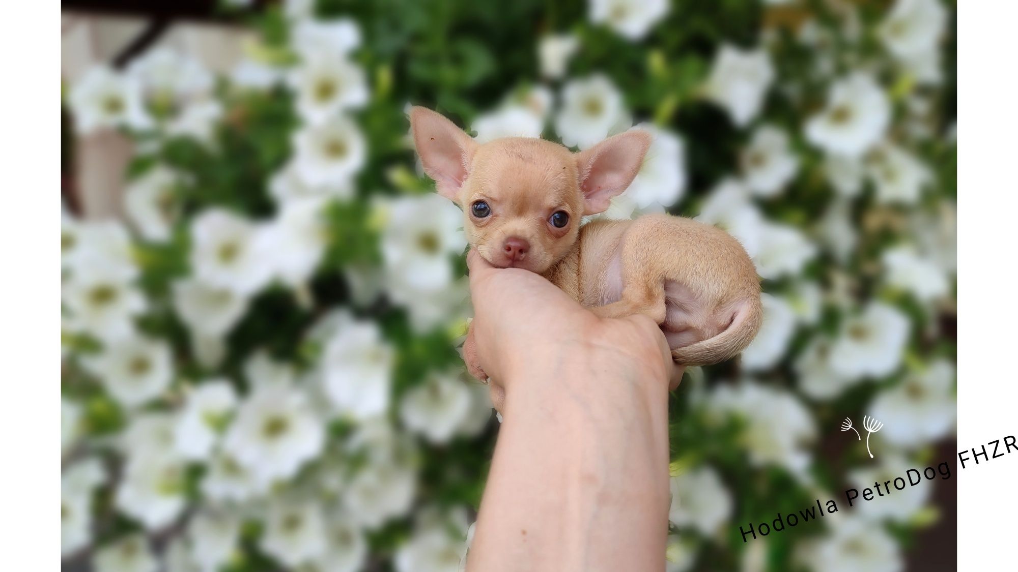 Chihuahua piękny piesek o cudownym umaszczeniu  gotowy do odbioru
