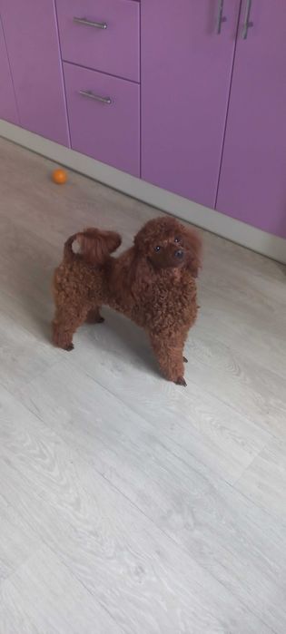 Вязка Той пудель