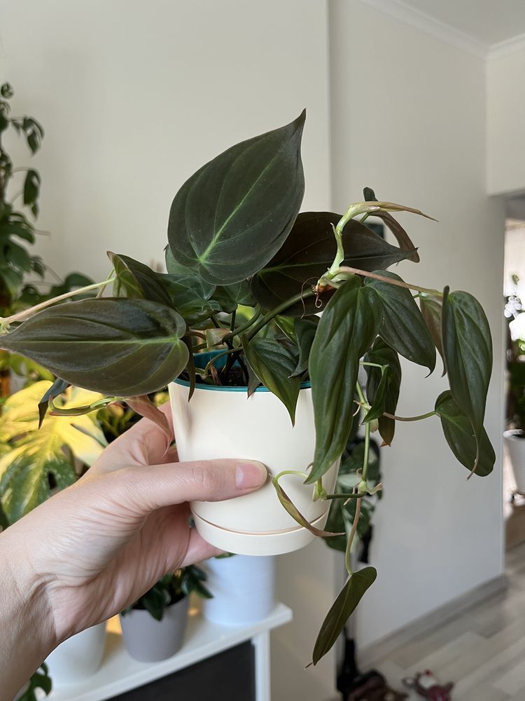 Epipremnum happy leaf,cebu blue,global green.Philodendron lemon,brasil