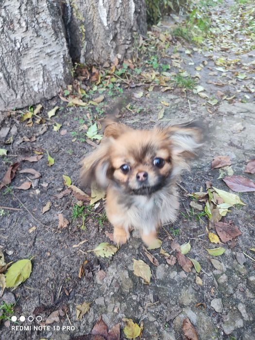 Карликовий пекінес