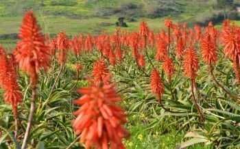 Catos adultos grandes Aloe Vera com mais de 3 anos até 1 metro altura