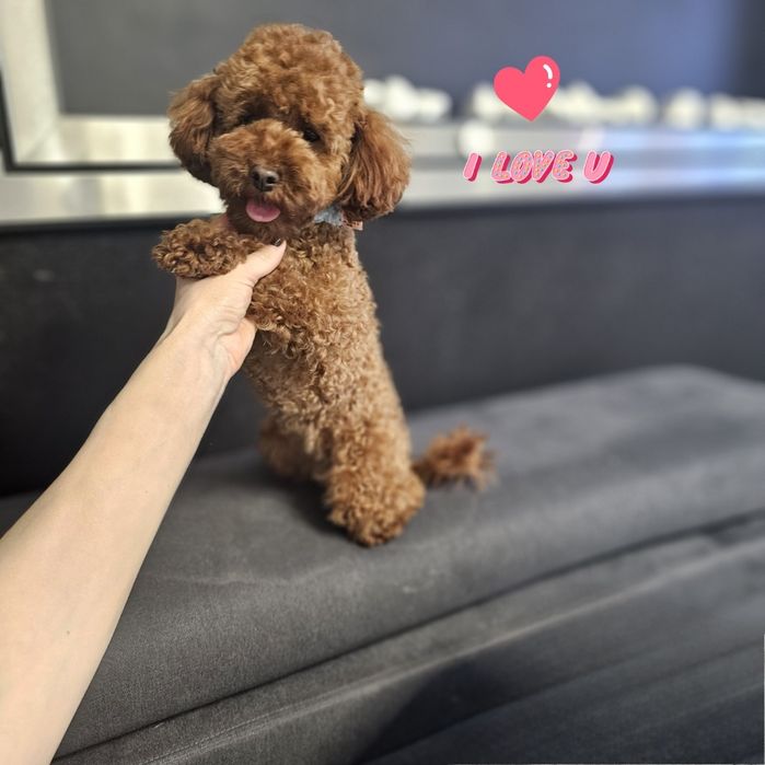 Zarezerwowana Maleńka mini  sunia waga do 3 kg  maltipoo F1