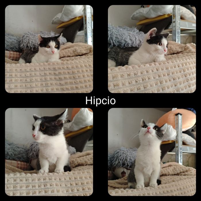 Kociaki do adopcji - zaszczepione